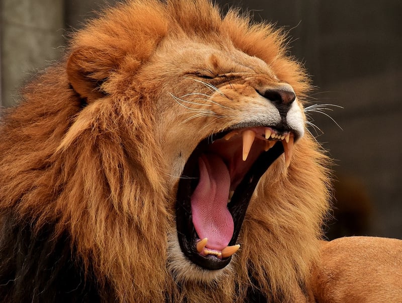 African Lion